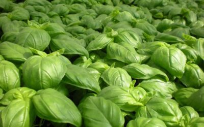 Alfàbrega: pesto deliciós i solució antimosquits