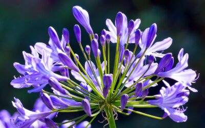 Agapanthus: resistent i explosiva