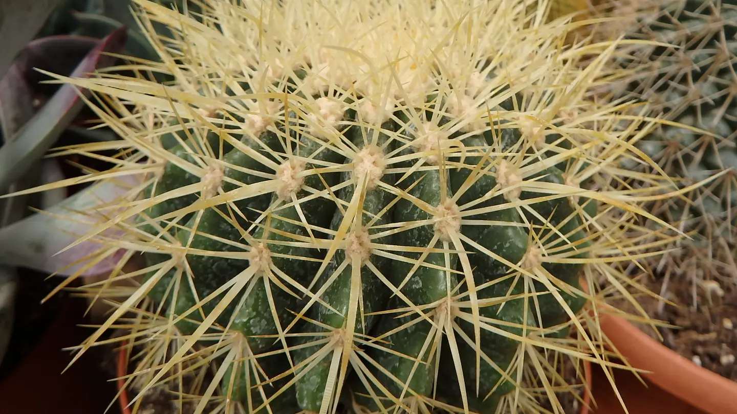 Garden Cactus Altafulla