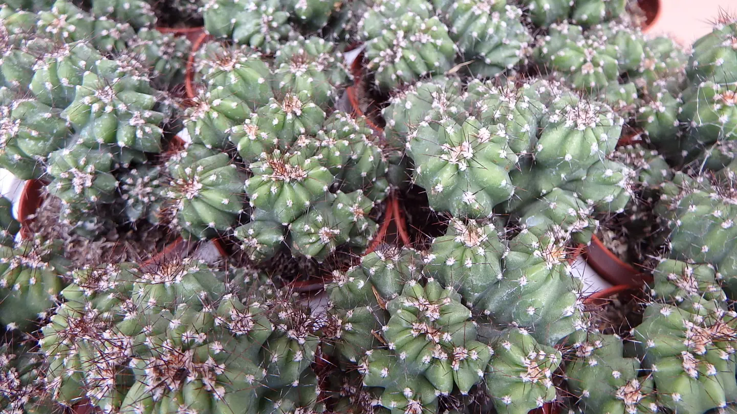 Cactus Torredembarra