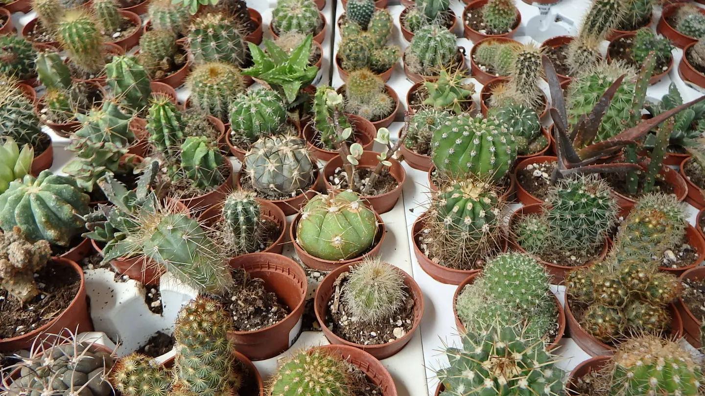 Cactus Altafulla
