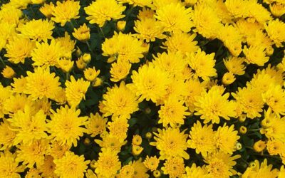 Crisantems: Cures i curiositats de les margarides de tardor