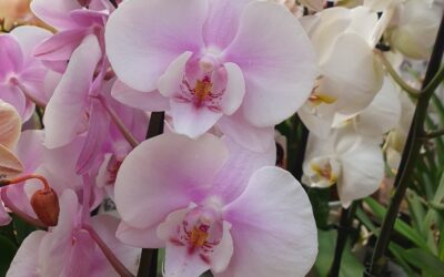 6 secrets per regar bé les teves orquídies