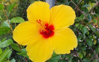 Hibiscus: Plantes del tròpic al Baix Gaià.