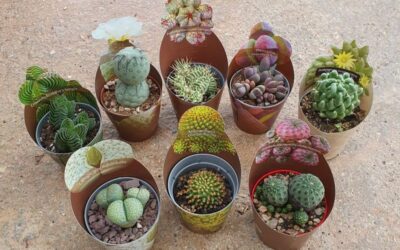 Cactus i crasses exclusives al Garden Gaià d’Altafulla