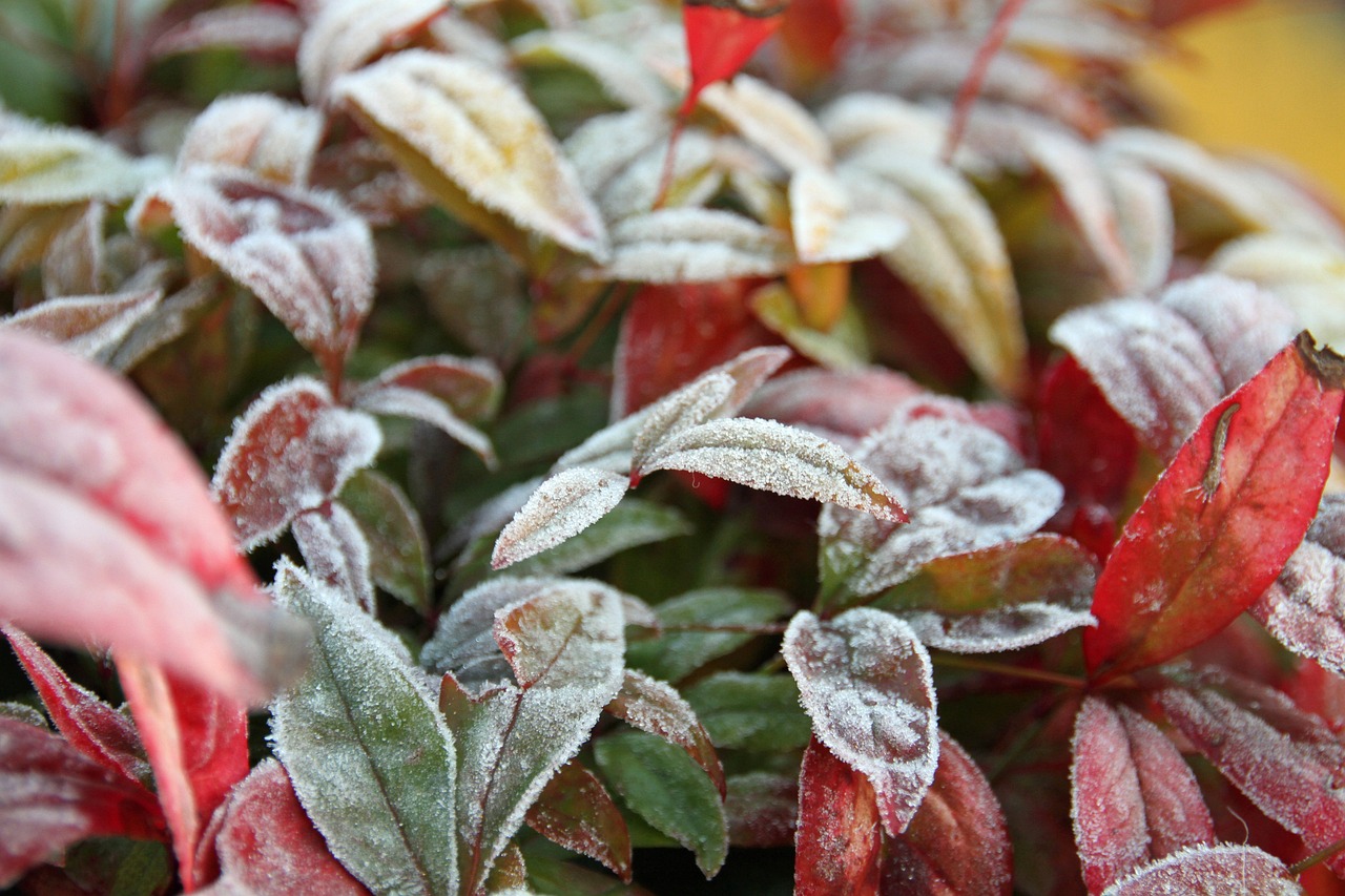 protegir plantes fred tarragona altafulla catllar