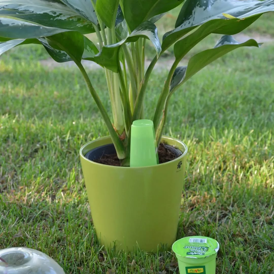 reg plantes vacances tarragona catllar altafulla