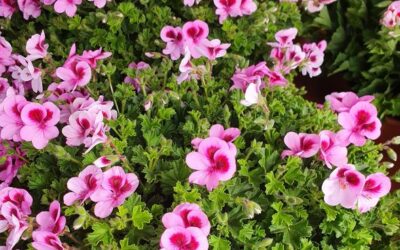 Geranis antimosquits: un repel·lent natural