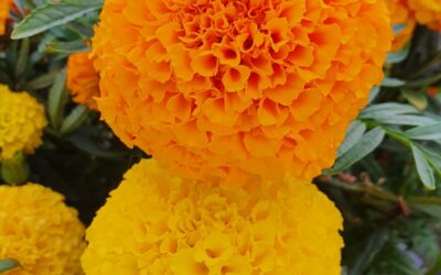 Tagetes: la flor que repel·leix plagues i embelleix el jardí