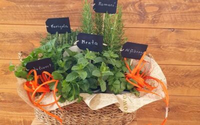 6 plantes aromàtiques per tenir a la cuina