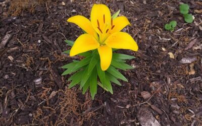 5 trucs per salvar les plantes de la calor