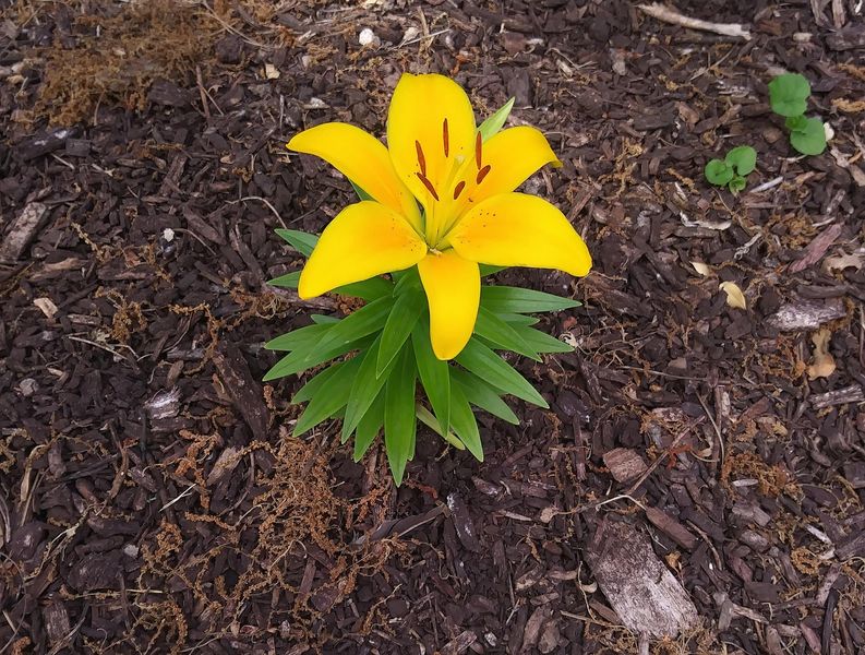protegir plantes calor tarragona altafulla catllar