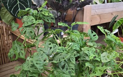 Varietats exclusives: Alocàsies, anthuriums i monsteres