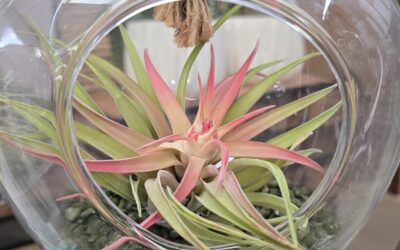 Tillandsies: Plantes d’aire.