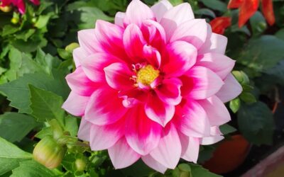 Flors típiques de països: idees per al vostre jardí