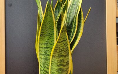 3 plantes d’interior ideals per a espais amb poca llum