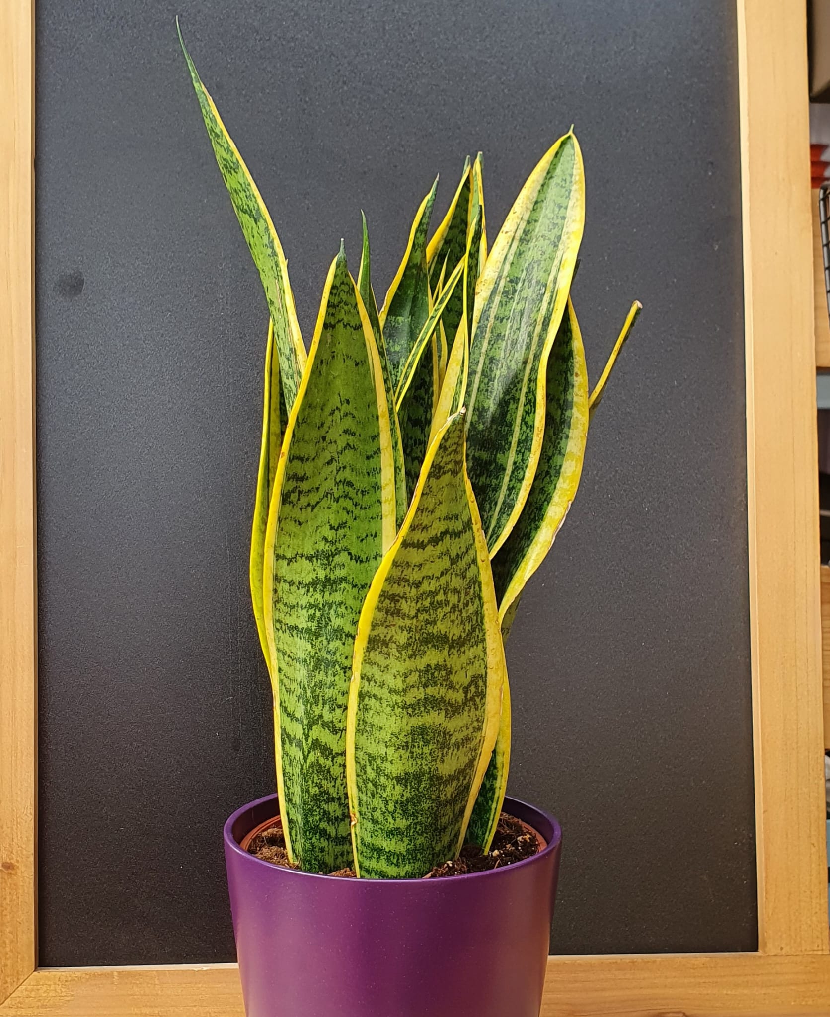 plantes poca llum