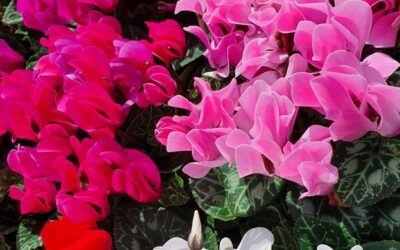 Plantes de tardor: idees i consells per mantenir el jardí ple de color