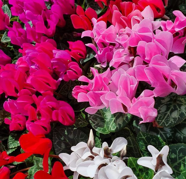 plantes tardor tarragona altafulla