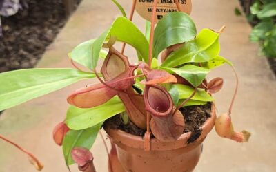 Descobriu com cuidar plantes carnívores i fer-les créixer sanes i fortes.