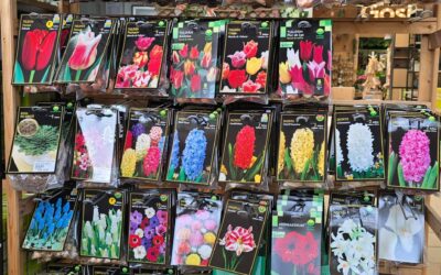 Com plantar els bulbs de primavera a la tardor?