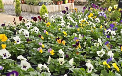 Consells de com regar el teu jardí quan fa fred.