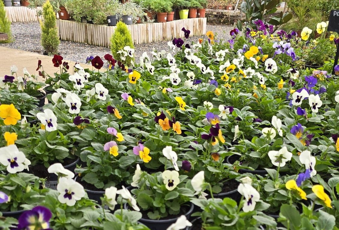 plantes fred reg tardor hivern