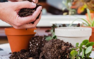 Consells per trasplantar plantes d’interior