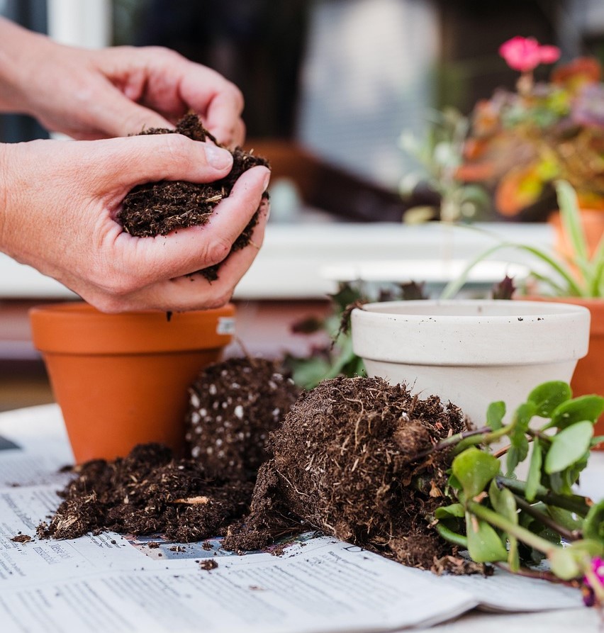 trasplantar plantes interior tarragona altafulla torredembarra catllar