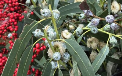 Idees de decoració de Nadal amb eucaliptus