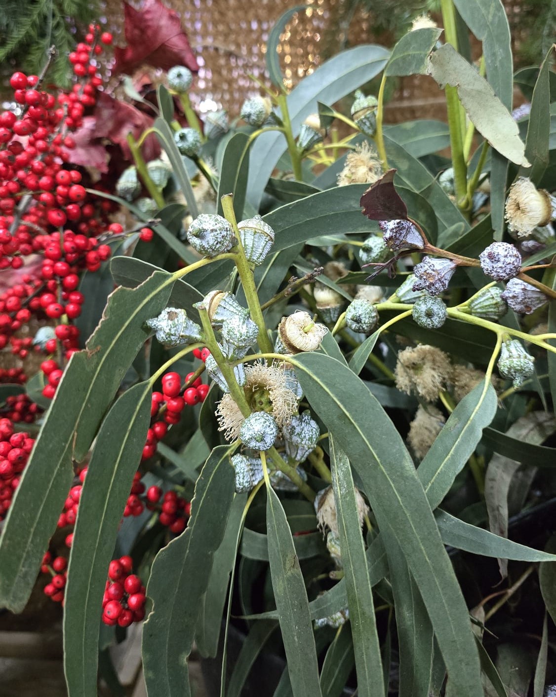 Decoració eucaliptus Nadal Tarragona Catllar Altafulla