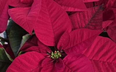 Ponsèties i animals de companyia