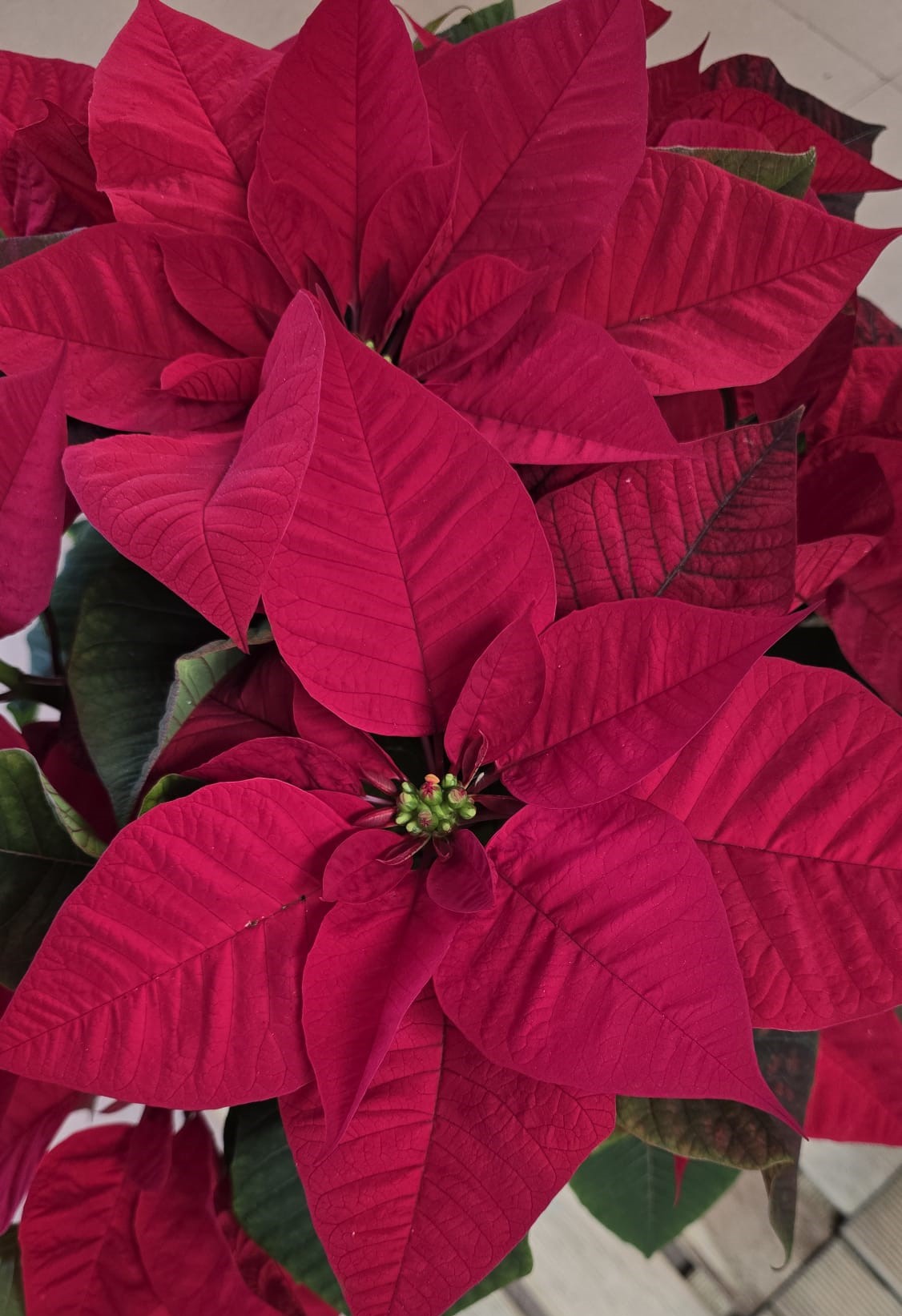 ponsèties animals tòxica