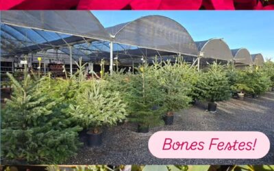 Bones Festes de Nadal 2025