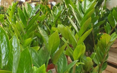 Plantes d’interior fàcils de cuidar