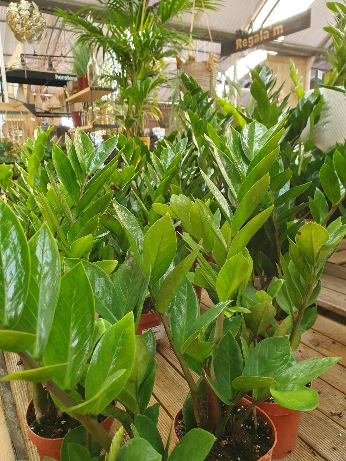 plantes fàcils de cuidar