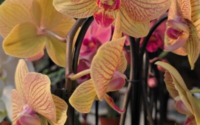 Trucs perquè la teva orquídia floreixi de nou.