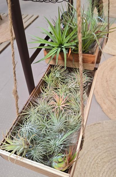 tillandsies plantes aire tarragona torredembarra altafulla