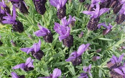 Lavanda: usos i cures bàsiques per tenir-la sempre perfecta