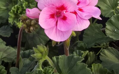 Com cuidar el gerani i aconseguir una floració espectacular