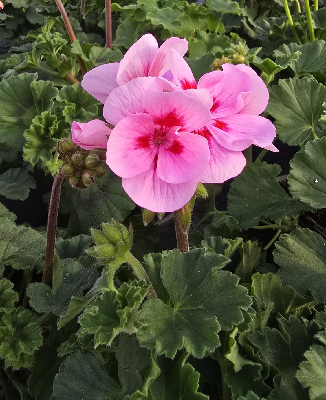 gerani zonal altafulla tarragona catllar