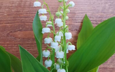 Tradició de regalar muguet l’1 de maig