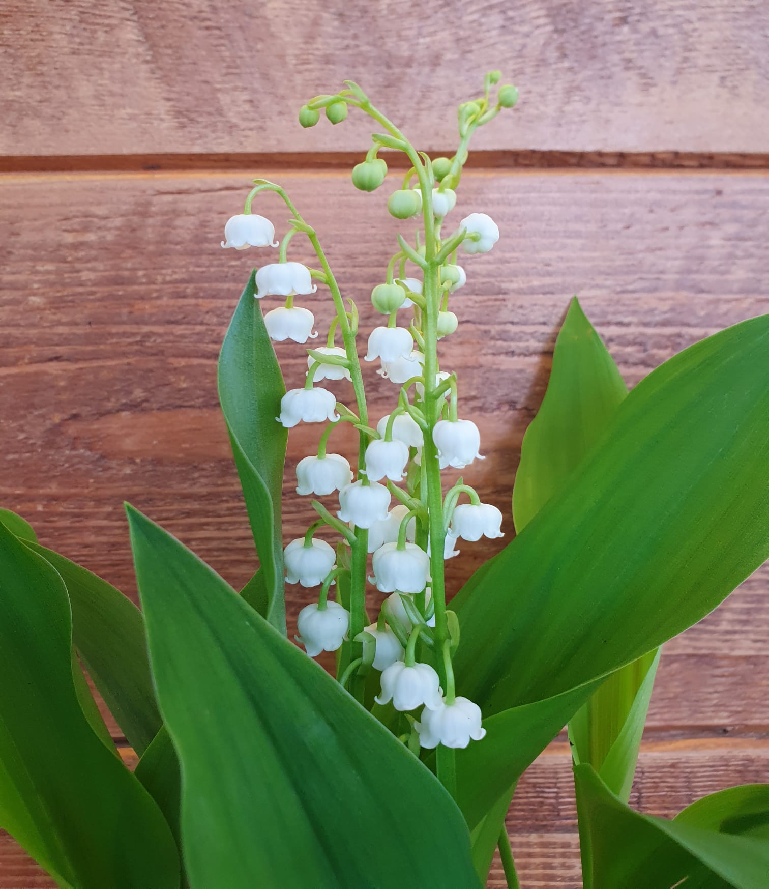 tradició muguet 1 maig Tarragona Altafulla Catllar