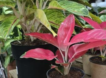Quan trasplantar una planta d’interior.