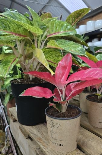 trasplantar planta plantes interior Tarragona Altafulla Catllar