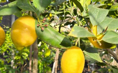 Cures del llimoner