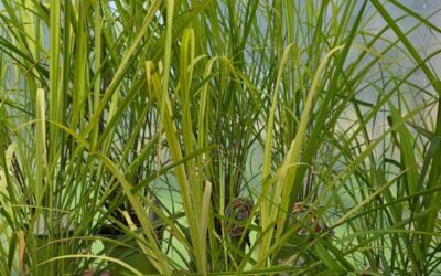 Citronel·la: la planta antimosquits ideal per al vostre jardí d’estiu