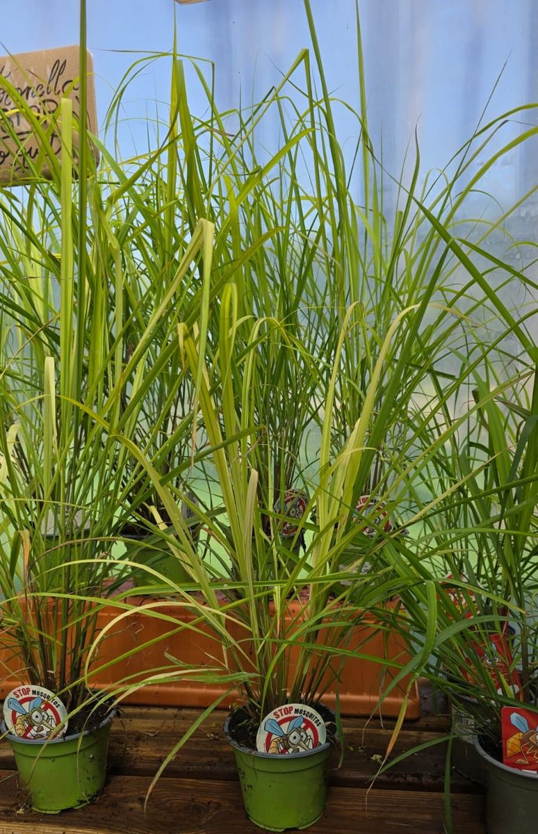 citronella antimosquits planta altafulla catllar tarragona