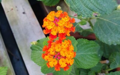 Lantana: la reina de l’estiu