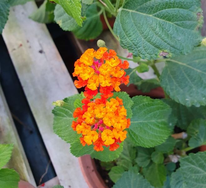 lantana estiu tarragona altafulla catllar
